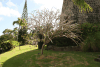 Temple Tree (Plumeria rubra)