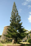 Norfolk Island Pine (Araucaria heterophylla)