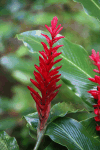 Red Ginger (Alpinia purpurata)