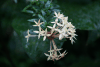 Ixora finlaysoniana (Ixora finlaysoniana)