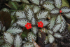 Flame Violet (Episcia cupreata)