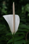 Peace Lily (Spathiphyllum wallisii)
