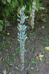 Jade Vine (Strongylodon macrobotrys)