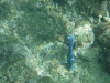 Atlantic Blue Tang (Acanthurus coeruleus)