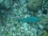 Queen Parrotfish (Scarus vetula)
