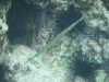 Western Atlantic Trumpetfish (Aulostomus maculatus)