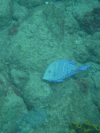 Atlantic Blue Tang (Acanthurus coeruleus)