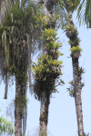 Bromeliads Palm Trees