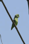 Green-rumped Parrotlet (Forpus passerinus)