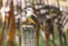 Tropical Kingbird (Tyrannus melancholicus)