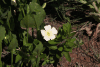 Natal Primrose (Thunbergia atriplicifolia)