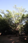Marula Tree (Sclerocarya birrea)