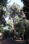Yellowwood Tree (Afrocarpus falcatus)