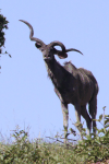 Male Southern Greater Kudu