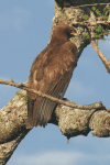 Wahlberg's Eagle (Hieraaetus wahlbergi)