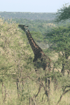 Maasai Giraffe (Giraffa camelopardalis tippelskirchi)