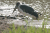Marabou Stork (Leptoptilos crumenifer)