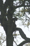 African Leopard Tree