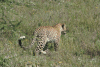 African Leopard (Panthera pardus pardus)