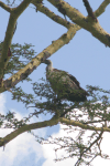 Rüppell's Griffon Vulture (Gyps rueppelli)