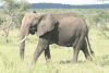 Loxodonta africana