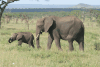 African Bush Elephant Mother
