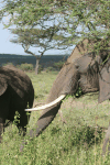 Close-up Feeding Elephant