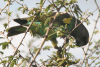 Meyer's Parrot ssp. saturatus (Poicephalus meyeri saturatus)