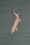 House Gecko (Hemidactylus sp.)