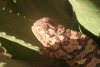 Flap-necked Chameleon (Chamaeleo dilepis)