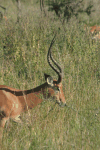 Male Common Impala