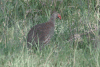 Grey-breasted Francolin (Pternistis rufopictus)