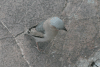 Grey-capped Social Weaver (Pseudonigrita arnaudi)