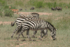 Grant's Zebras Female Common