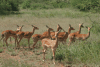Common Impala Harem