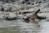 Dead Hippo African Crocodile