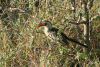 Tanzanian Red-billed Hornbill (Tockus ruahae)
