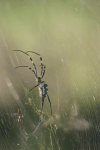 Banded-legged Golden Orb-web Spider (Trichonephila senegalensis)