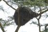 Common Hamerkop (Scopus umbretta umbretta)
