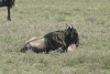 Resting Western White-bearded Wildebeest