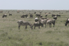 Mixed Herd Grant's Zebras