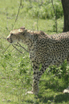 Southeast African Cheetah (Acinonyx jubatus jubatus)