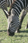 Close-up Grant's Zebra
