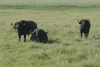 Cape Buffaloes