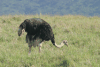 Masai Ostrich (Struthio camelus massaicus)