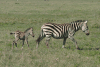 Grant's Zebra Baby