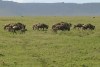 Wildebeest Herd Move Babies