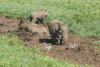 Eastern Warthog (Phacochoerus africanus massaicus)