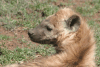 Close-up Spotted Hyena