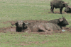 Cape Buffaloes Mud Wallow